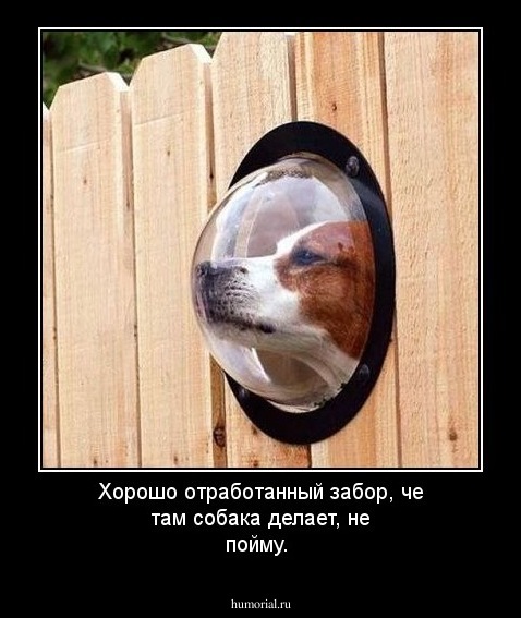 Хорошо отработанный забор, че там собака делает, не пойму.
