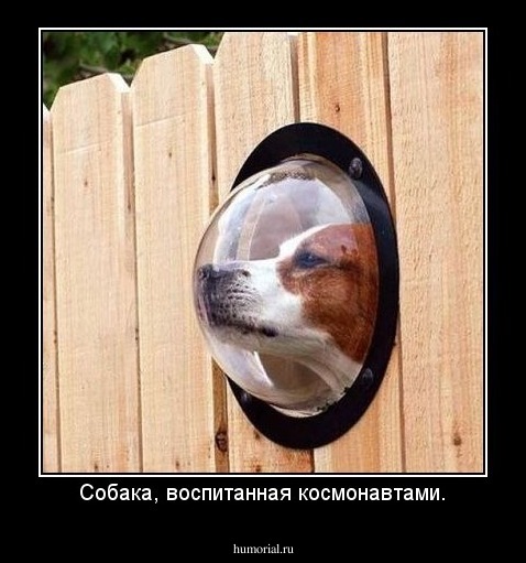 Собака, воспитанная космонавтами.