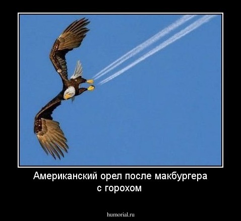 Американский орел после макбургера с горохом