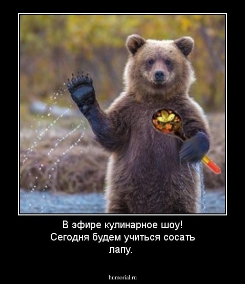 В эфире кулинарное шоу! Сегодня будем учиться сосать лапу.