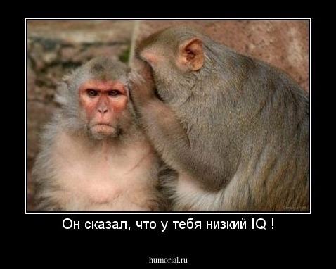 Он сказал, что у тебя низкий IQ !