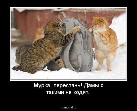 Мурка, перестань! Дамы с такими не ходят.