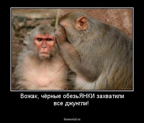 Вожак, чёрные обезьЯНКИ захватили все джунгли!