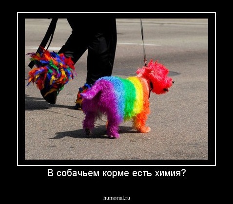В собачьем корме есть химия?