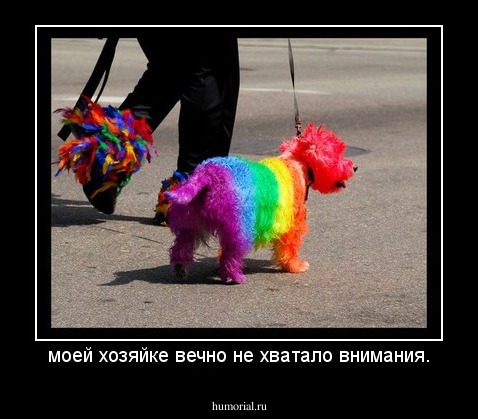 моей хозяйке вечно не хватало внимания.