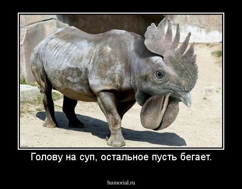 Голову на суп, остальное пусть бегает.