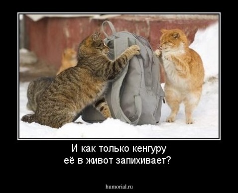 И как только кенгуру её в живот запихивает?