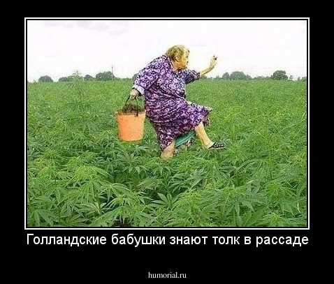 Голландские бабушки знают толк в рассаде