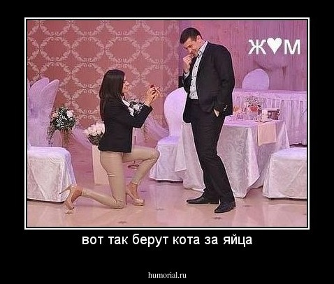 вот так берут кота за яйца
