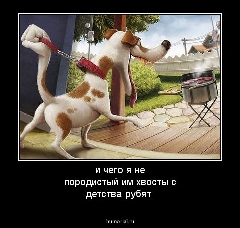 и чего я не породистый им хвосты с детства рубят