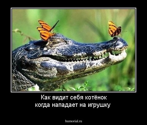 Как видит себя котёнок когда нападает на игрушку