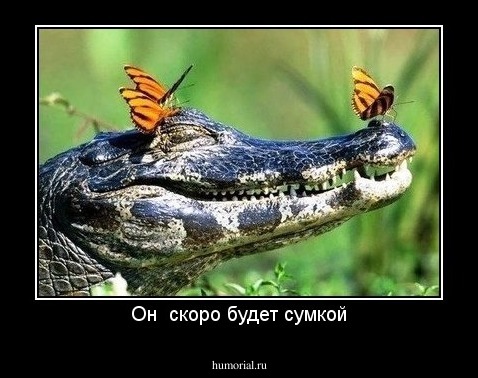 Он  скоро будет сумкой