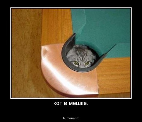 кот в мешке.