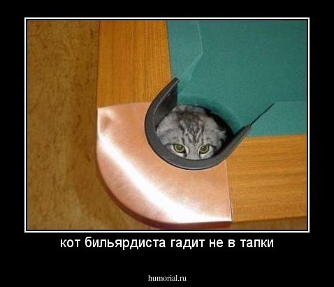 кот бильярдиста гадит не в тапки