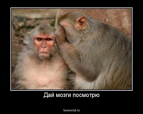 Дай мозги посмотрю