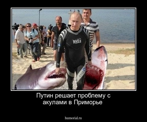 Путин решает проблему с акулами в Приморье