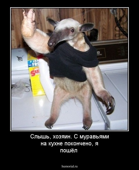Слышь, хозяин. С муравьями на кухне покончено, я пошёл
