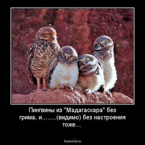 Пингвины из "Мадагаскара" без грима, и........(видимо) без настроения тоже...