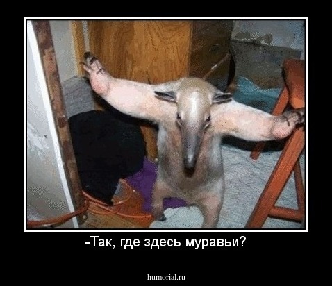 -Так, где здесь муравьи?