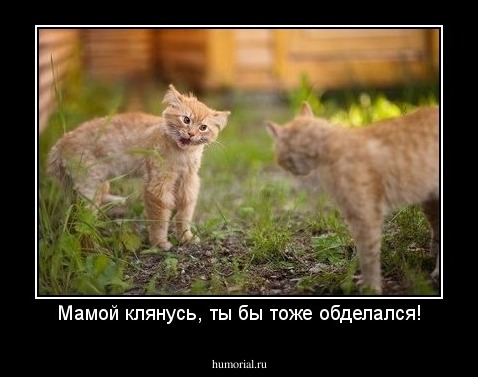 Мамой клянусь, ты бы тоже обделался!