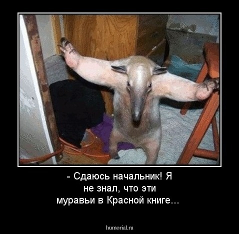- Сдаюсь начальник! Я не знал, что эти муравьи в Красной книге...