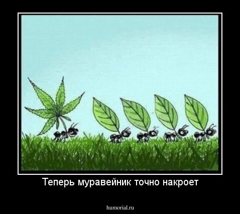 Теперь муравейник точно накроет