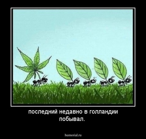 последний недавно в голландии побывал.
