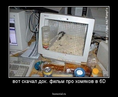 вот скачал док. фильм про хомяков в 6D