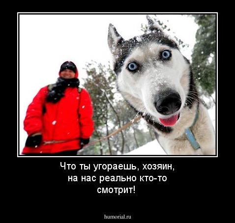 Что ты угораешь, хозяин, на нас реально кто-то смотрит!
