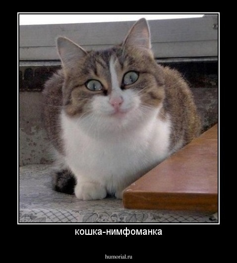 кошка-нимфоманка