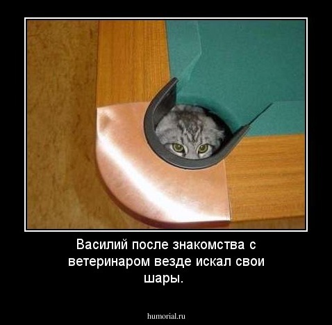 Василий после знакомства с ветеринаром везде искал свои шары.