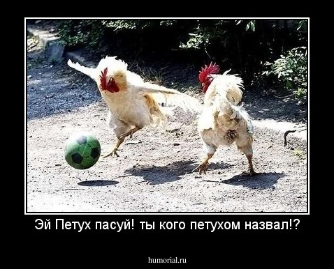 Эй Петух пасуй! ты кого петухом назвал!?