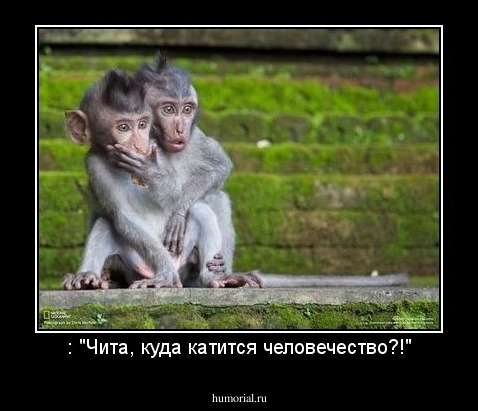 : "Чита, куда катится человечество?!"
