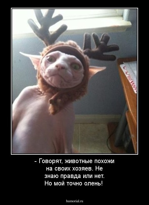 - Говорят, животные похожи на своих хозяев. Не знаю правда или нет. Но мой точно олень! 