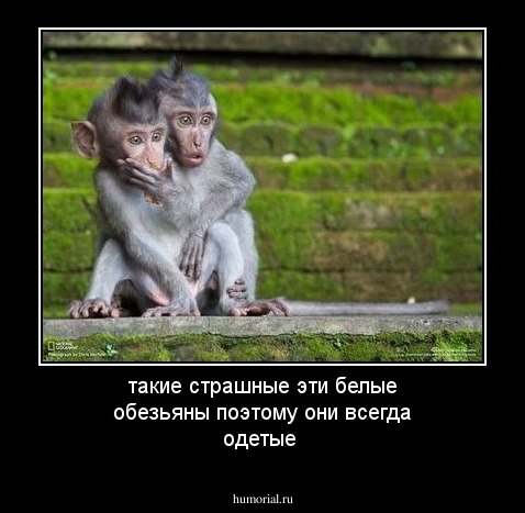 такие страшные эти белые обезьяны поэтому они всегда одетые 