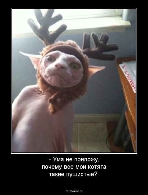 - Ума не приложу, почему все мои котята такие пушистые?