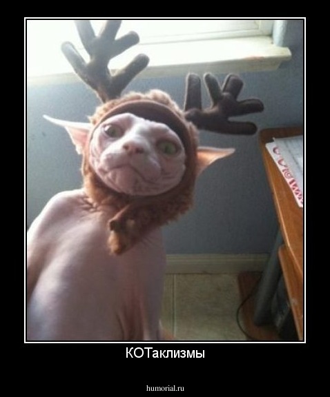 КОТаклизмы