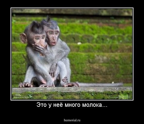 Это у неё много молока...