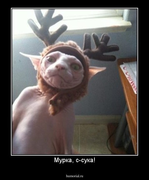 Мурка, с-сука!