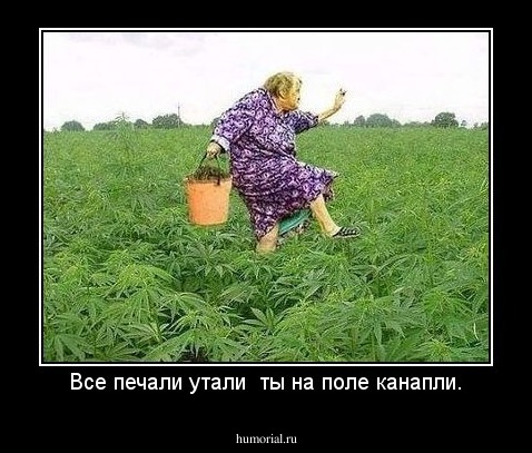 Все печали утали  ты на поле канапли.