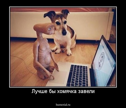 Лучше бы хомячка завели