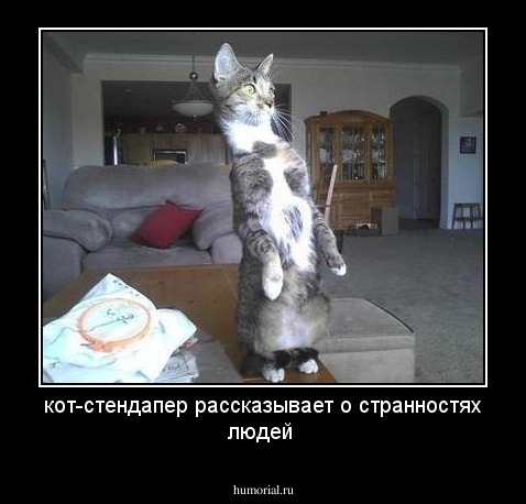 кот-стендапер рассказывает о странностях людей