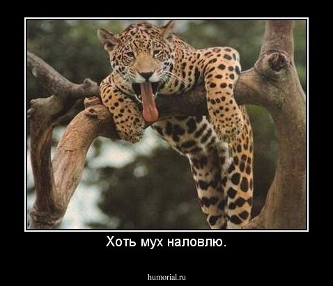 Хоть мух наловлю.