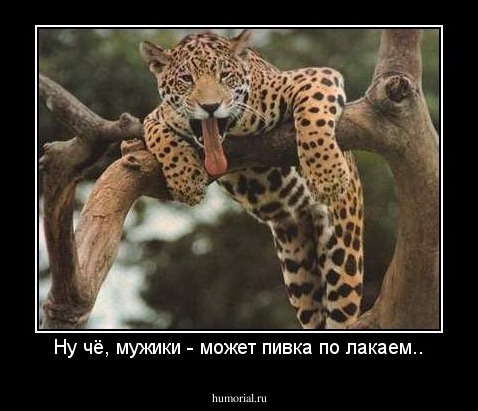 Ну чё, мужики - может пивка по лакаем..