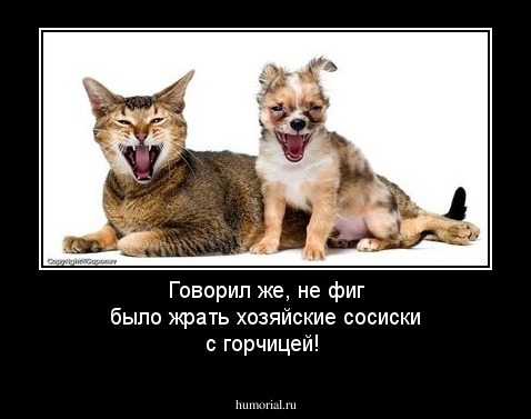 Говорил же, не фиг было жрать хозяйские сосиски с горчицей!