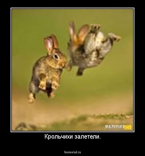 Крольчихи залетели.