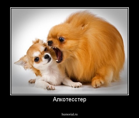 Алкотесстер