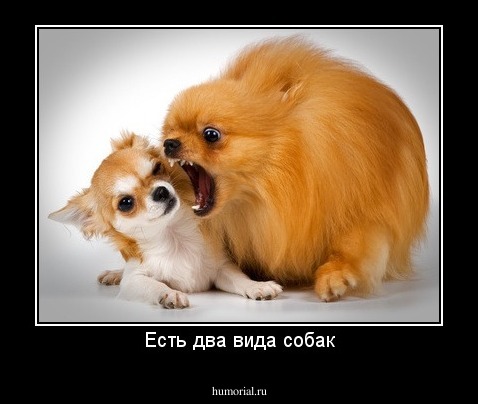 Есть два вида собак