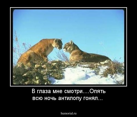 В глаза мне смотри....Опять всю ночь антилопу гонял...