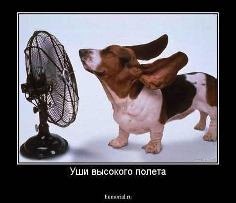 Уши высокого полета